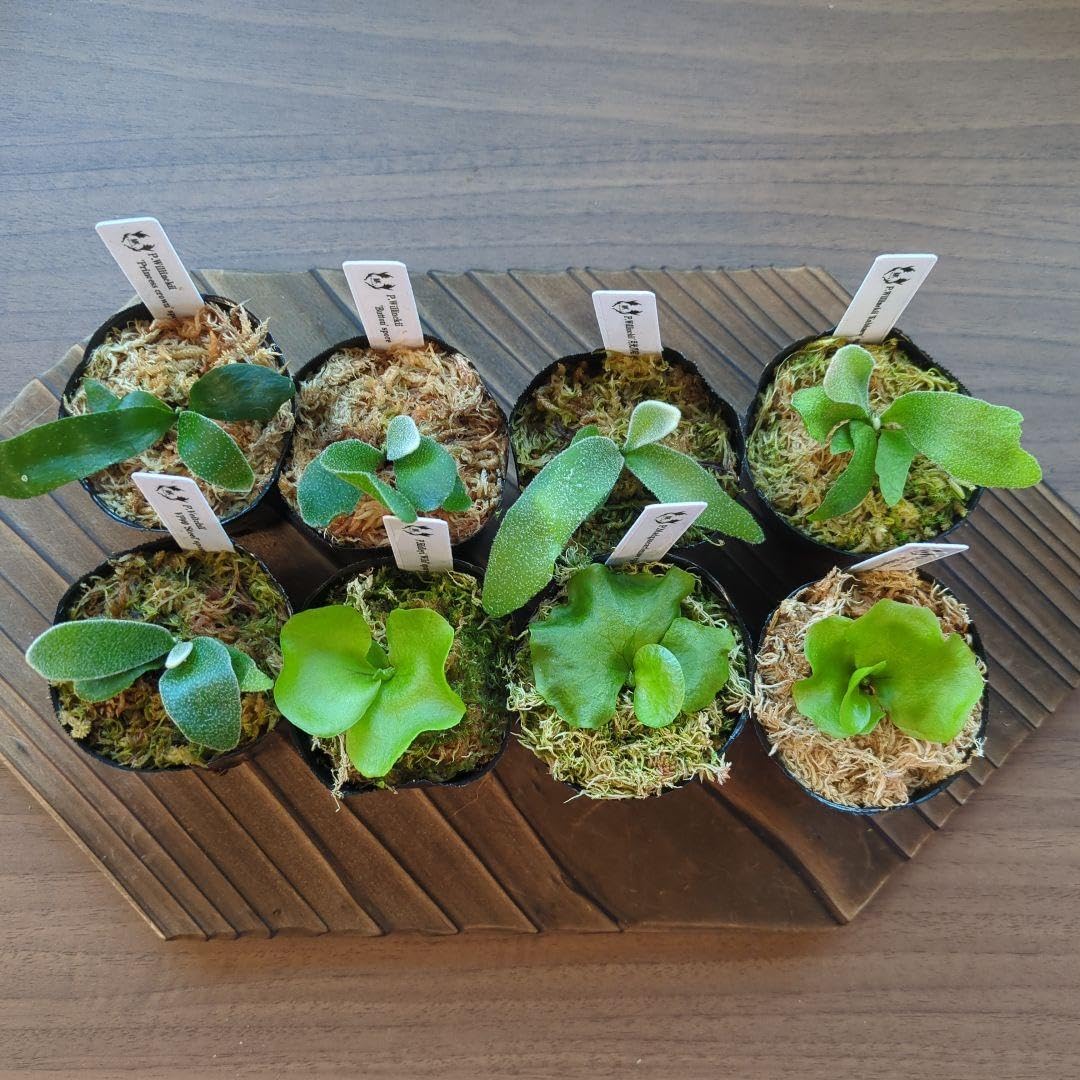 マークンチャン　ビカクシダ胞子　おまとめ購入 Amazon.co.jp: 胞子培養株8品種セット ビカクシダ : DIY・工具・ガーデン